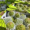 Fresh sugar apple (organic fruits)-US - Image 7