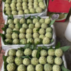 Fresh sugar apple (organic fruits)-US